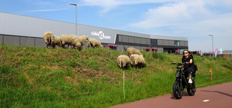 Fietsers schapen vida Trade Port Noord.JPG